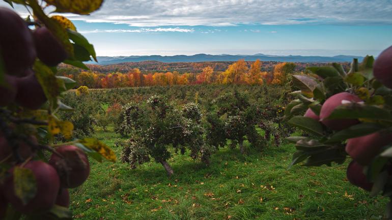 在纽约州格兰维尔的 Hicks Orchard 果园内，苹果挂满枝头