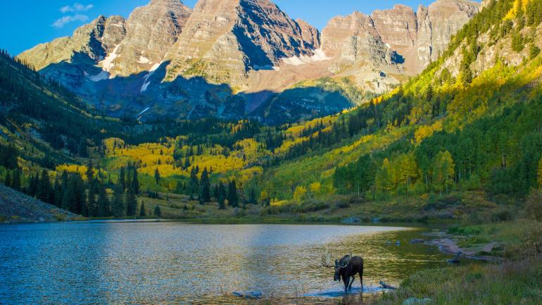 Un alce se adentra en el Maroon Lake rodeado de las Maroon Bells