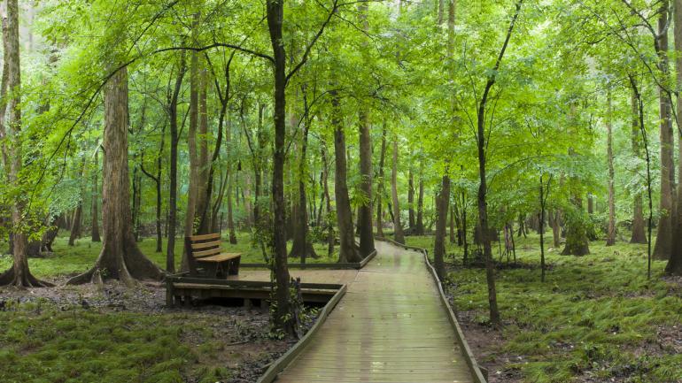 A boardwalk cutting through the cypress trees of Congaree National Park