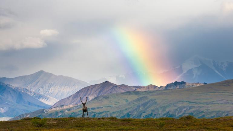 Wildlife and rainbow sighting in Denali National Park & Preserve