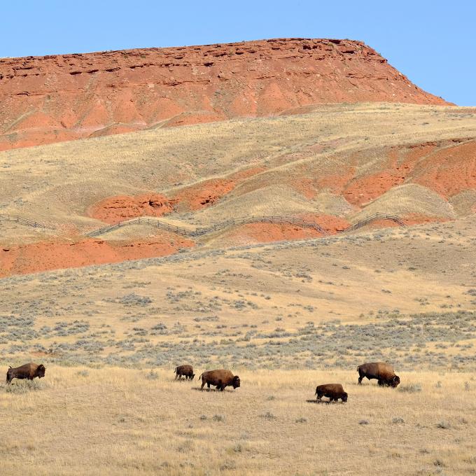 見るだけで触れることはできませんが、ホットスプリングス州立公園にはバイソンの小さな群れがいます。