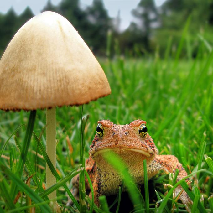 肯尼特广场被誉为“世界蘑菇之都”，因为这里的农场每周能产出超过 45 万公斤的蘑菇。