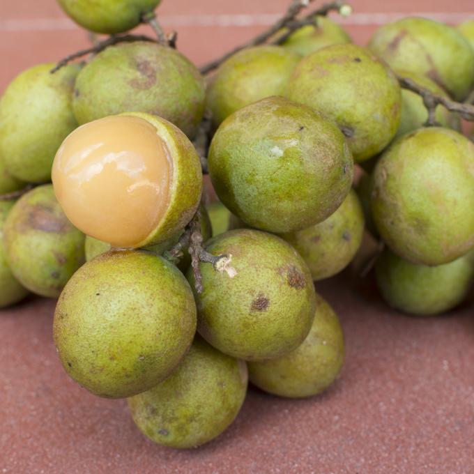 热带水果 genip,也称为西班牙酸橙。 热带水果 genip,也称为西班牙酸橙。