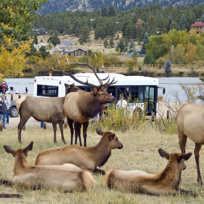 Una vista común en Estes Park: Una manada de wapitíes descansando y coexistiendo con las personas