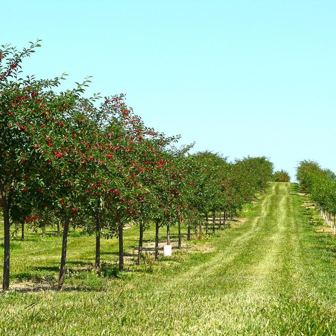 Pomares de cereja em um dia de céu azul no Condado de Door, Wisconsin