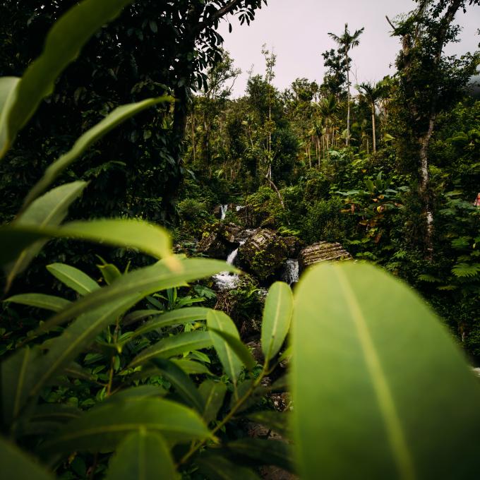 波多黎各众多本地蝙蝠的栖息地——云盖国家森林公园