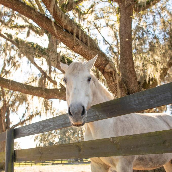 佛罗里达州奥卡拉马场的一匹马