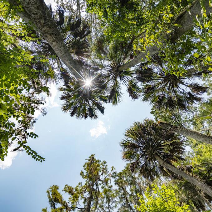 佛罗里达州奥卡拉县奥卡拉国家森林公园仰望天空图