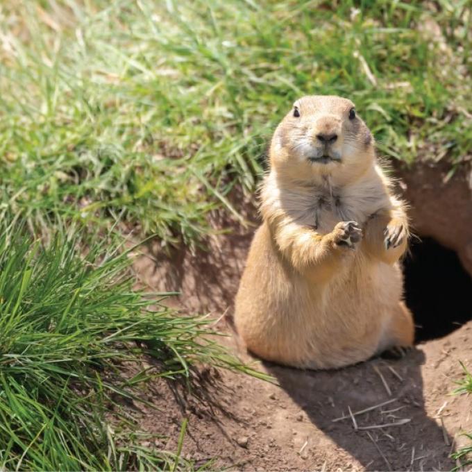 德克萨斯州卢伯克 Prairie Dog Town 栖息地内的当地野生动物