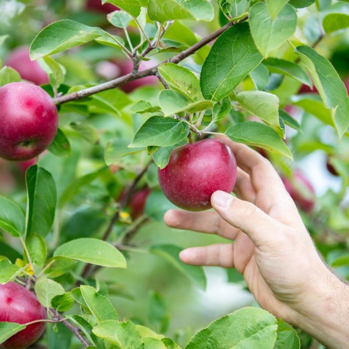在纽约州普拉茨堡附近的鲁弗斯果园 (Rulfs Orchard) 摘苹果 在纽约州普拉茨堡附近的鲁弗斯果园 (Rulfs Orchard) 摘苹果