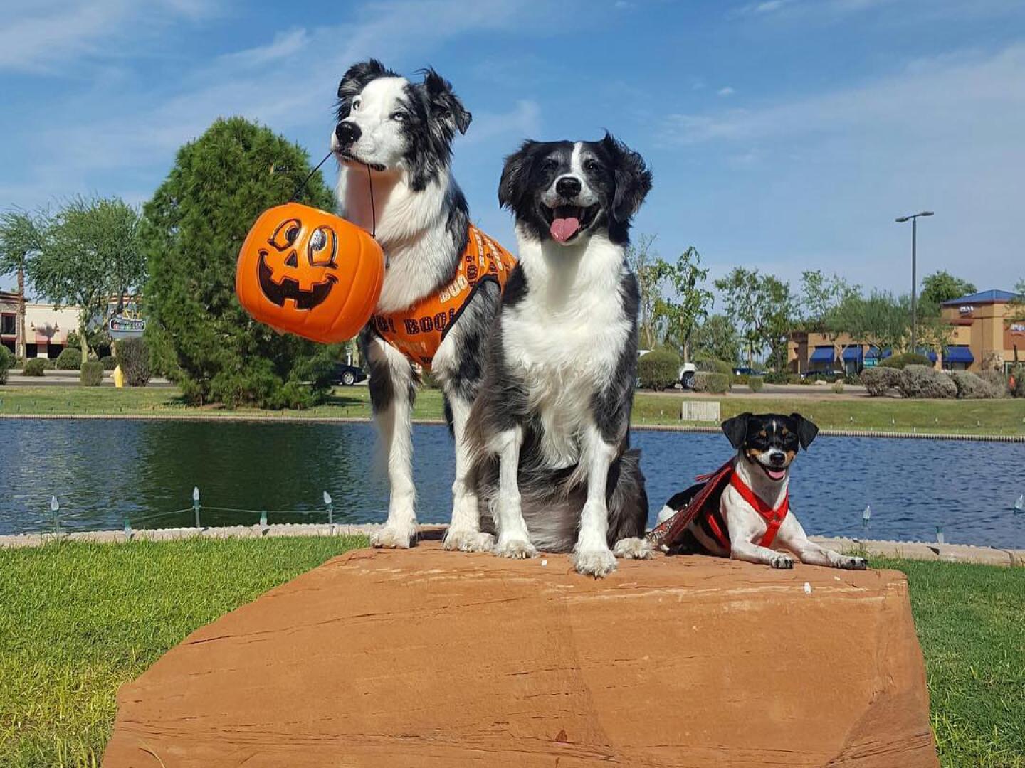 Cães caracterizados no evento anual Barktoberfest de Gilbert