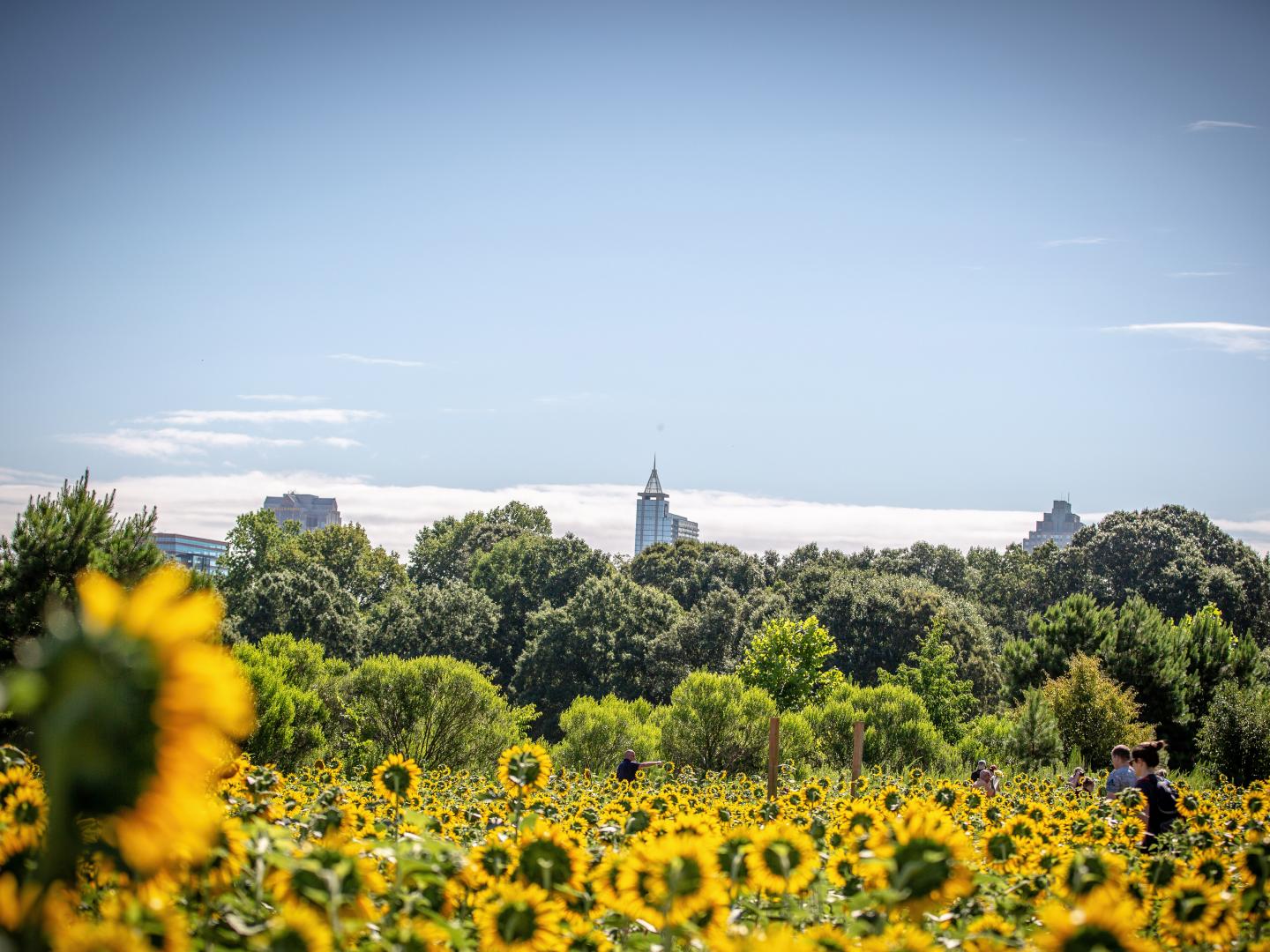 Sunflowers in Dorothea Dix Park in Raleigh, North Carolina