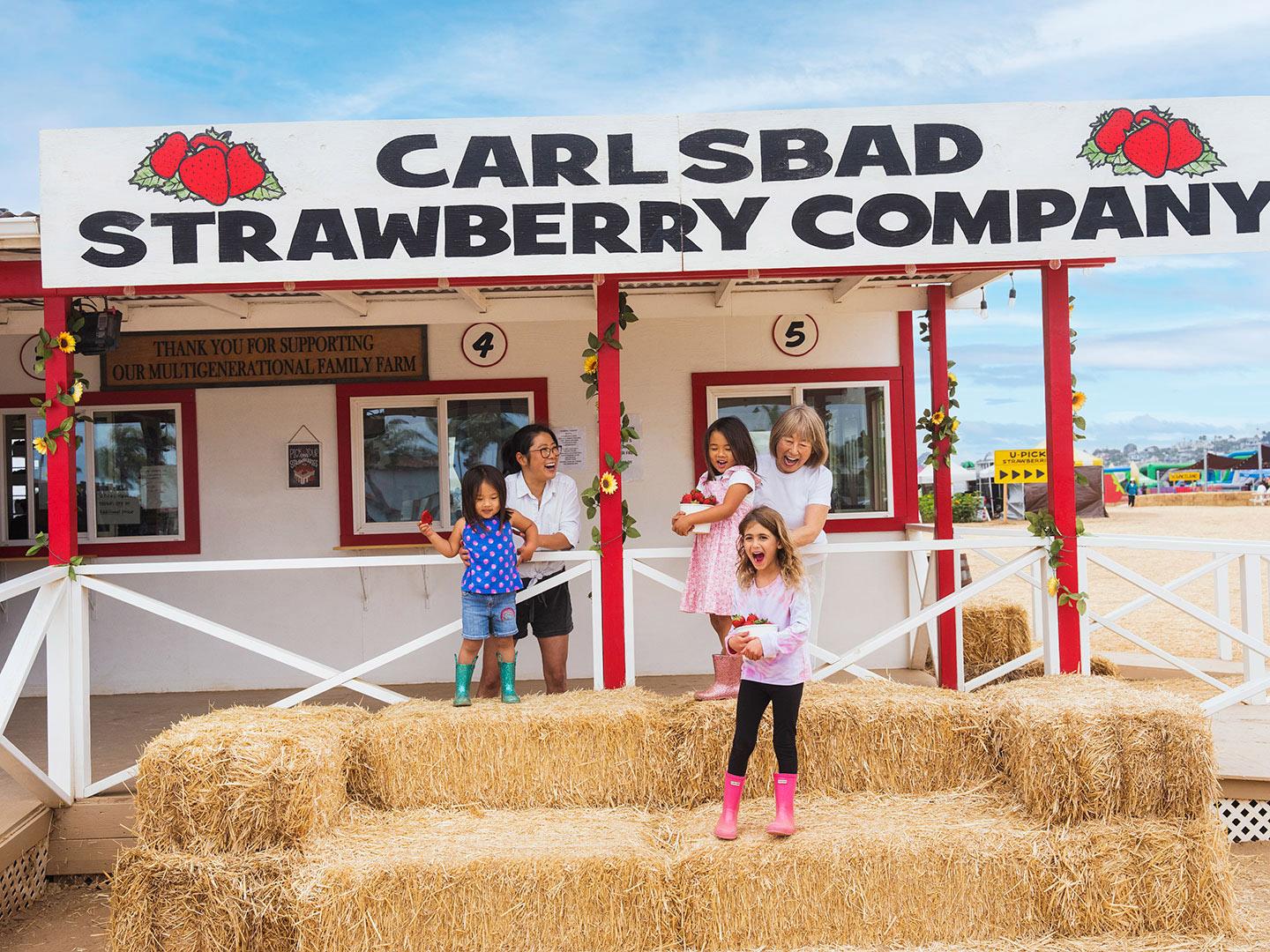 在加利福尼亚州卡尔斯巴德的草莓采摘季品尝新鲜草莓