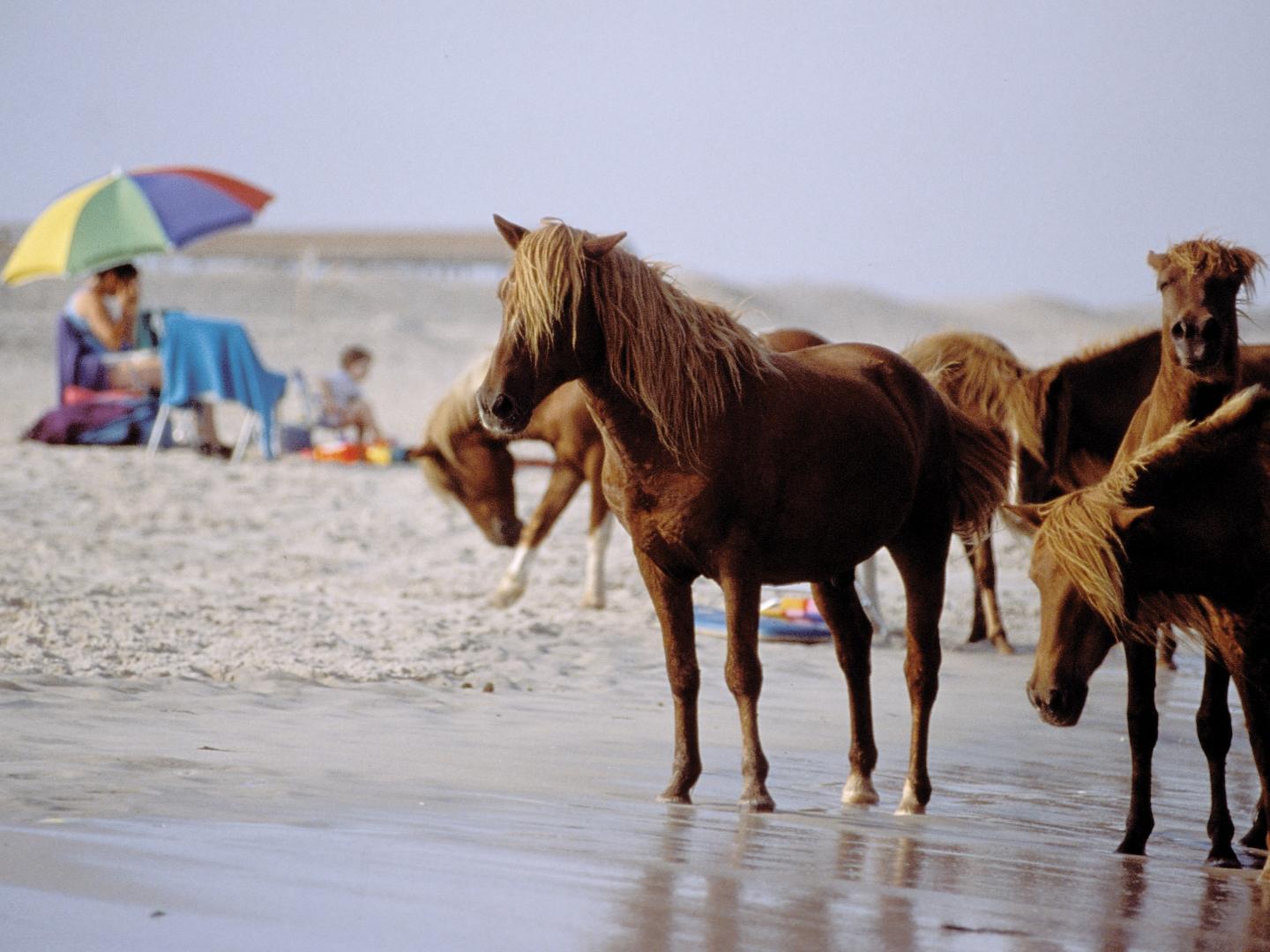 阿萨蒂格岛海滩上的小马