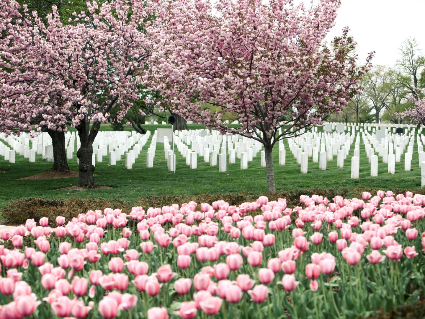 阿灵顿国家公墓