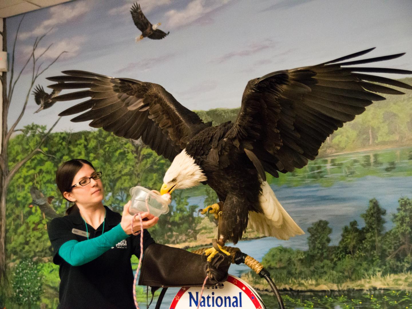 明尼苏达州瓦巴肖市国家老鹰中心内的演示