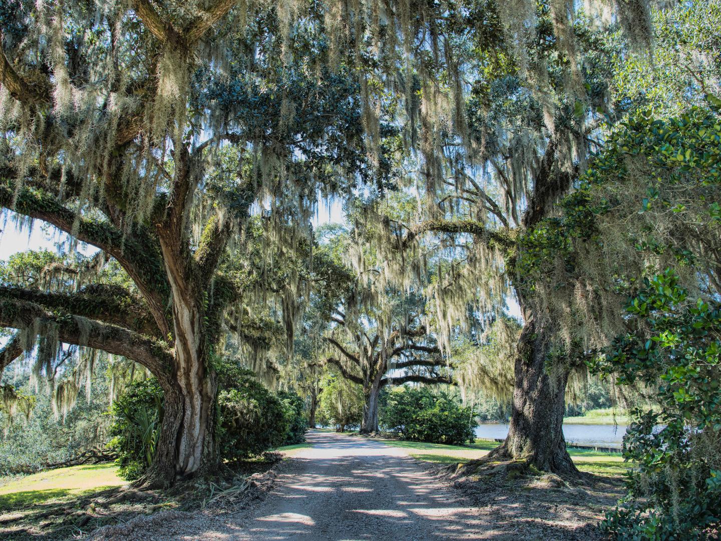 Exploring Jungle Gardens on Avery Island, home to TABASCO, in Louisiana