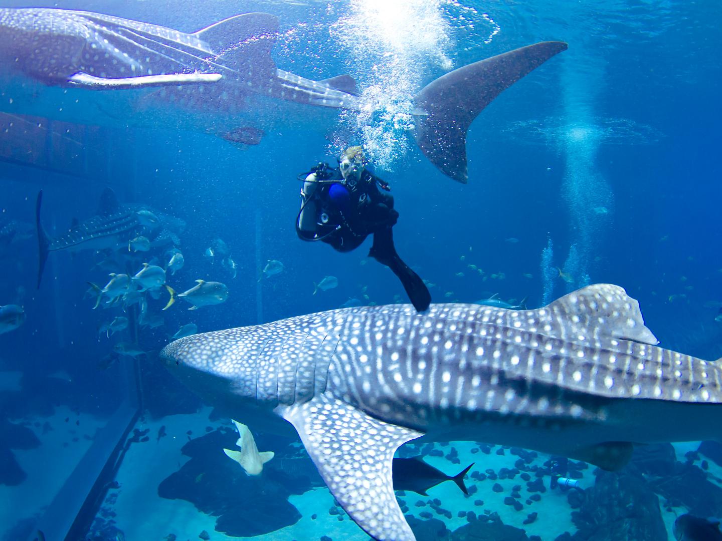 佐治亚州亚特兰大佐治亚水族馆
