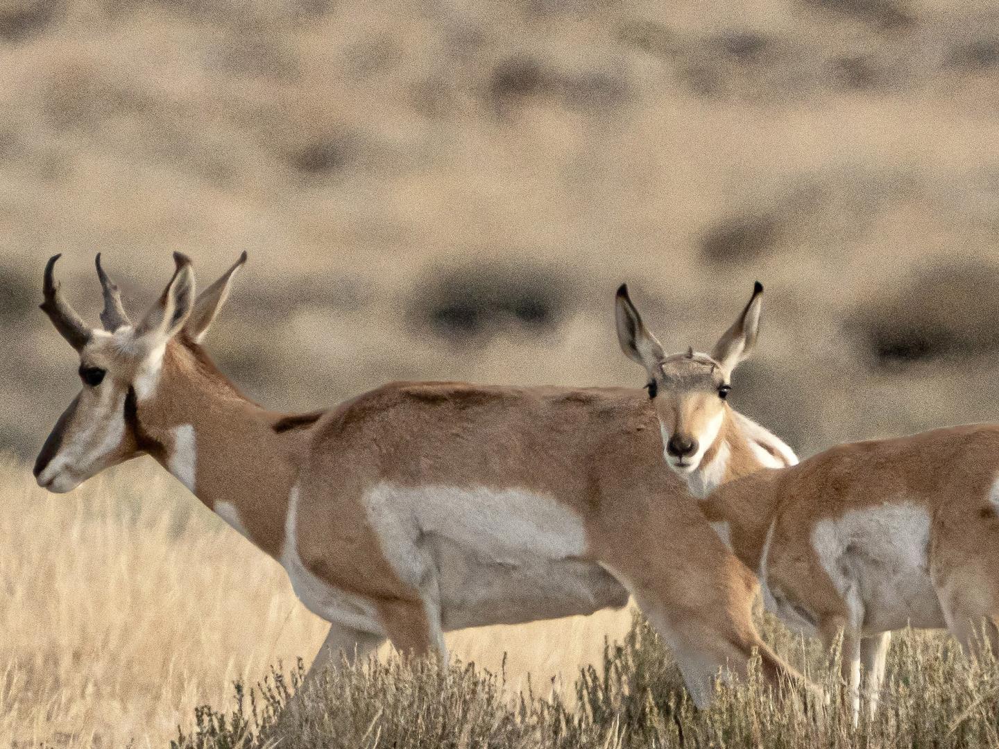 在俄勒冈州普拉什哈特山羚羊保护区吃草的羚羊