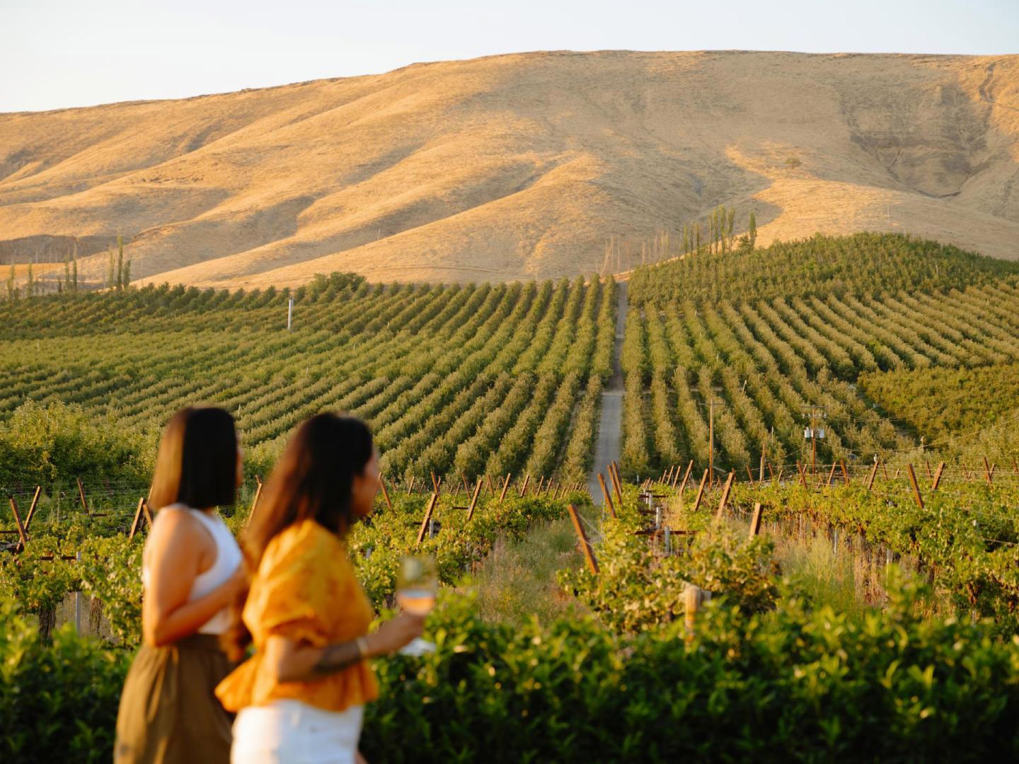 华盛顿州雅基马 Freehand Cellars 酒庄的葡萄园美景