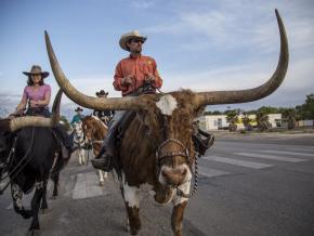 Taking in the sights downtown on a horse and longhorn tour 