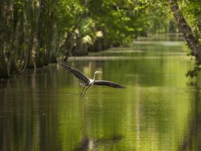 A blue heron coasts over the backwaters A blue heron coasts over the backwaters