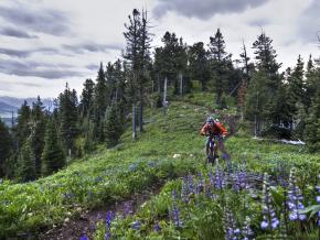 在野花盛开的山道上骑行 在野花盛开的山道上骑行