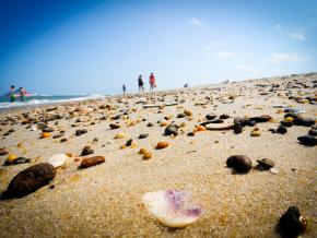 漫步在绵延的海滩上寻找美丽的贝壳和石子 漫步在绵延的海滩上寻找美丽的贝壳和石子