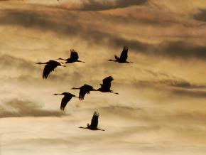 Silhouettes of sandhill cranes against the sky as they migrate across the plains Silhouettes of sandhill cranes against the sky as they migrate across the plains