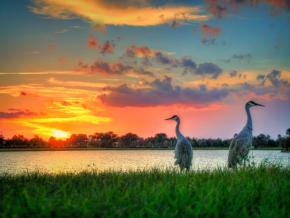 圣露西港湖畔的沙丘鹤和绚烂夕阳 圣露西港湖畔的沙丘鹤和绚烂夕阳