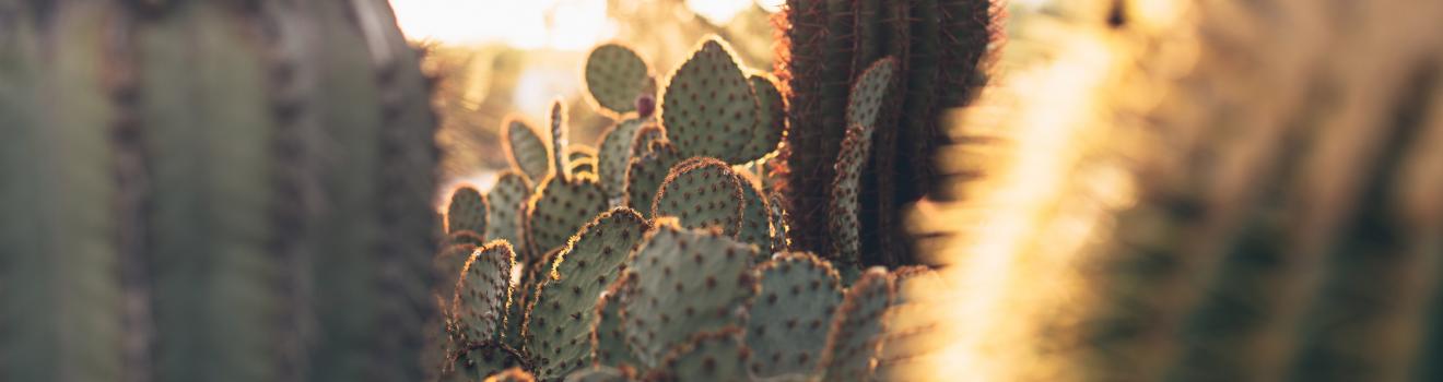 亚利桑那州图森附近的仙人掌