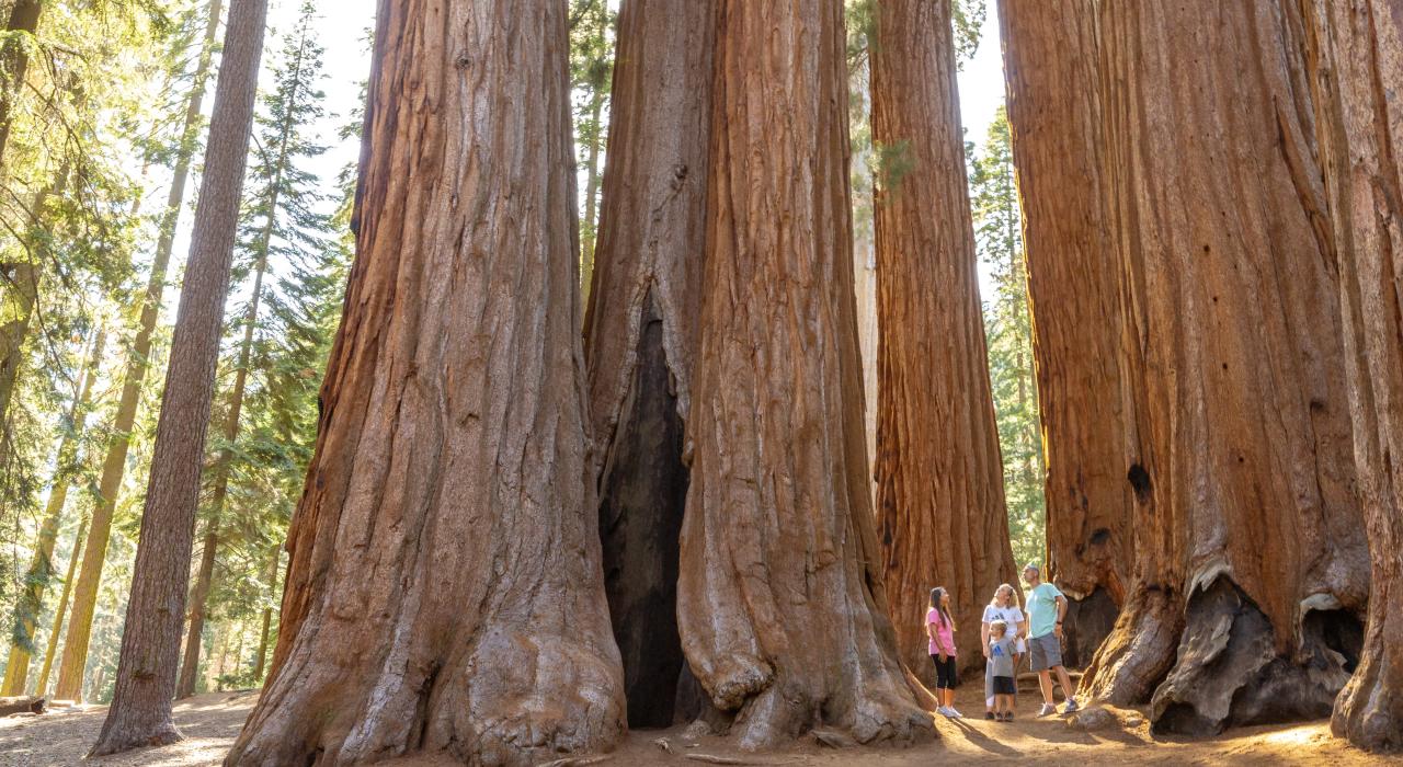 Family marveling at the size of the trees in Sequoia National Park