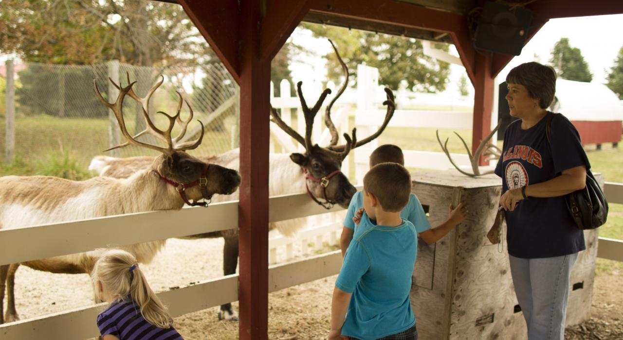 伊利诺伊州尚佩恩哈迪斯驯鹿农场的阿拉斯加驯鹿