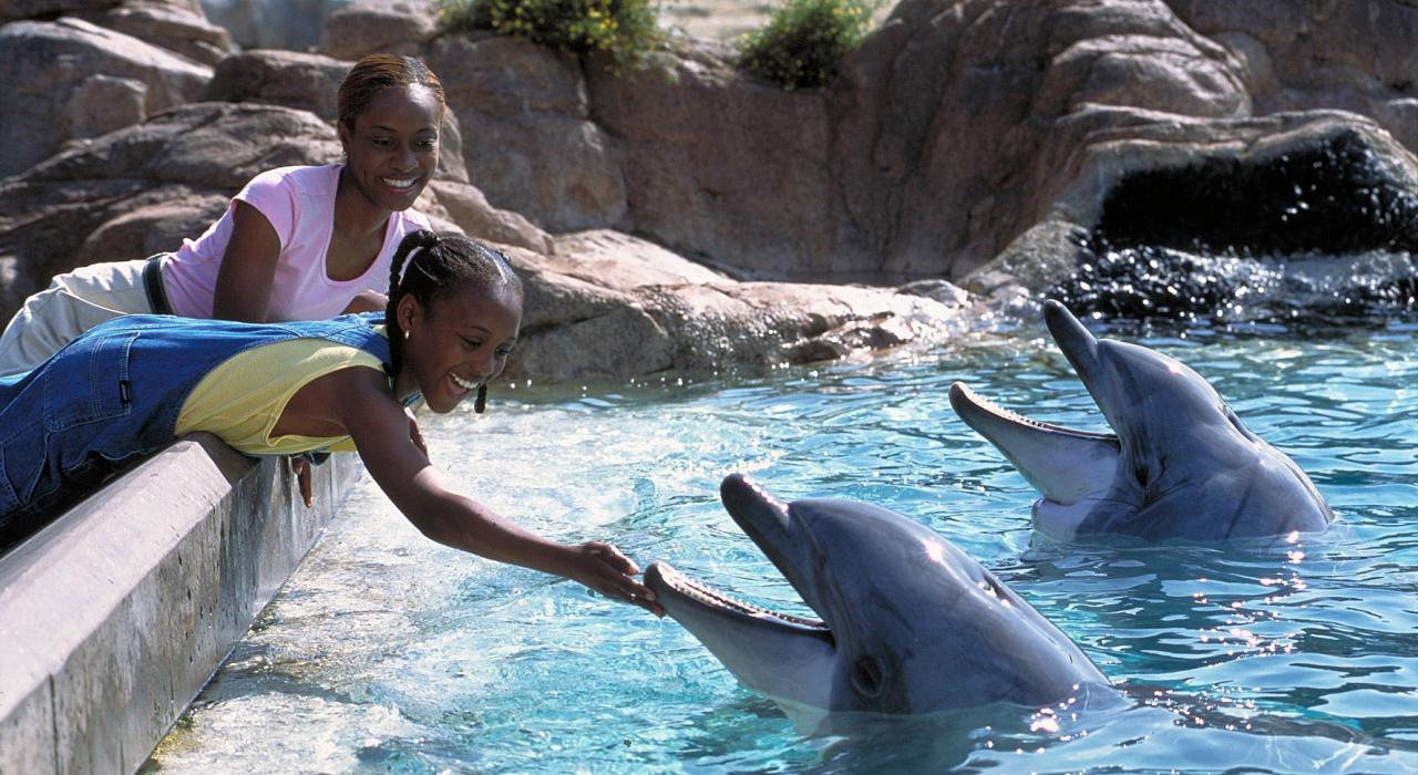 Delfine im SeaWorld San Diego in Kalifornien