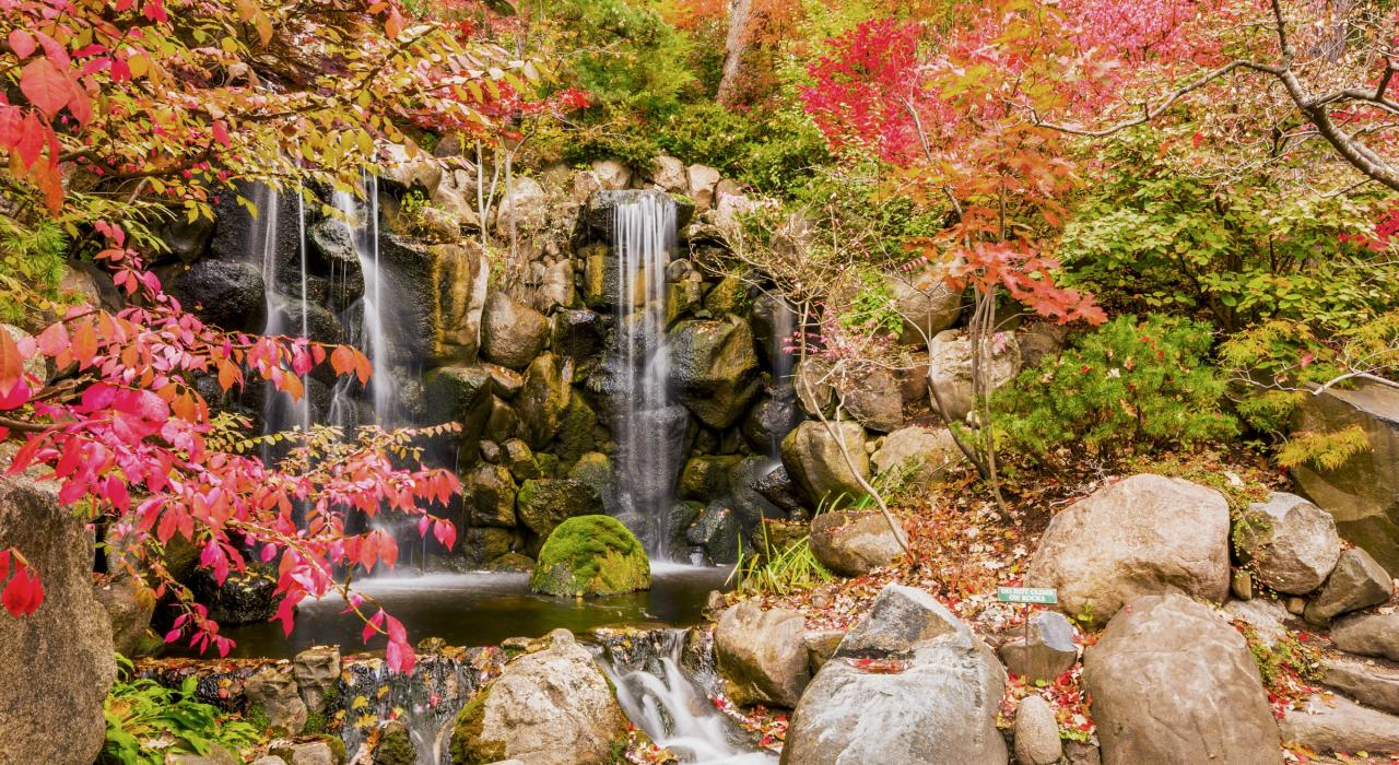 安德森日本花园的瀑布和鲜活亮丽的秋叶美景