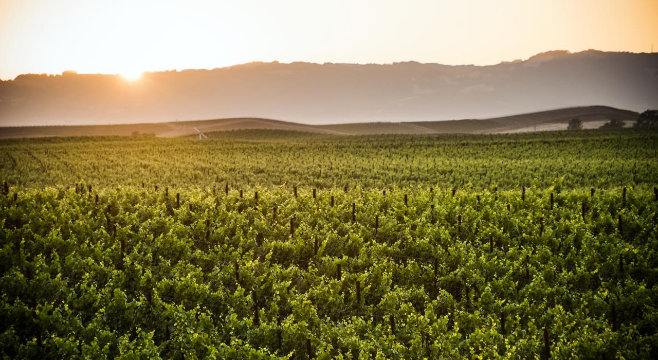 Views over the vines in Napa Valley