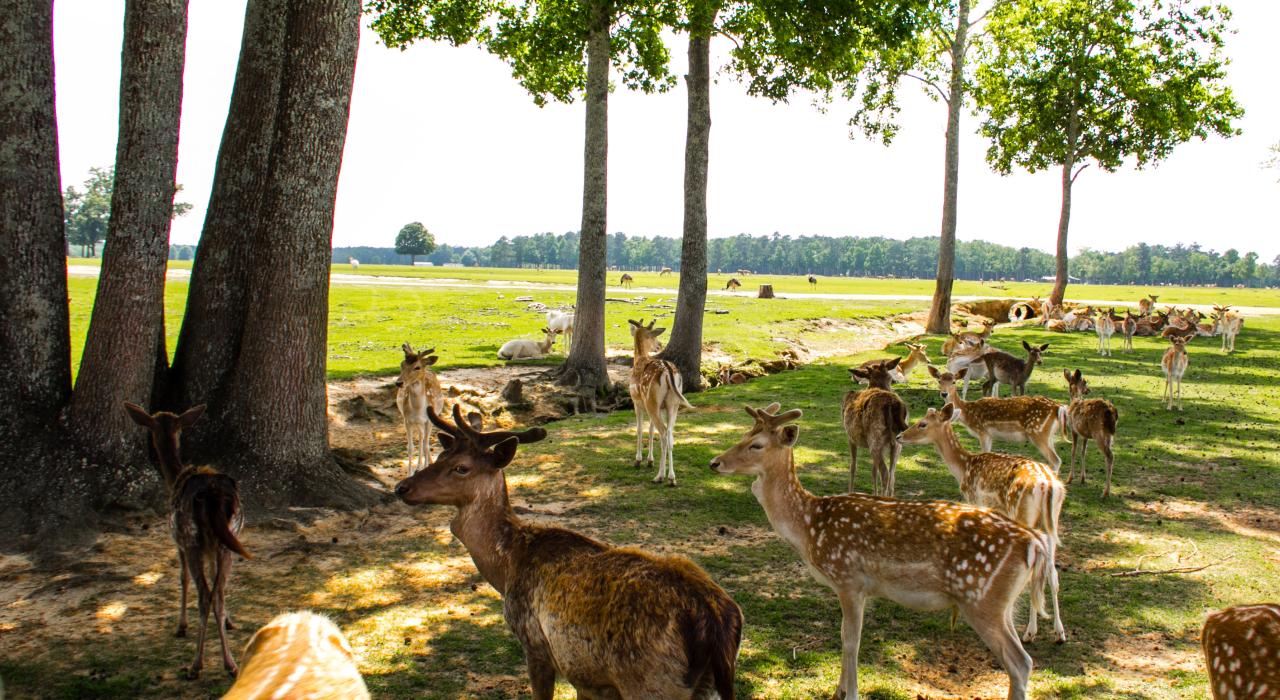 邂逅路易斯安那州全球野生动物中心的“居民”