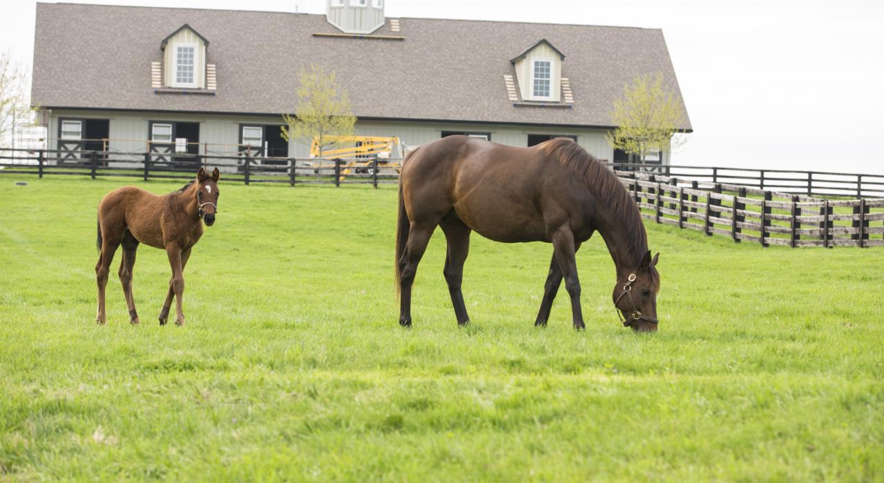 Haras dans le Kentucky