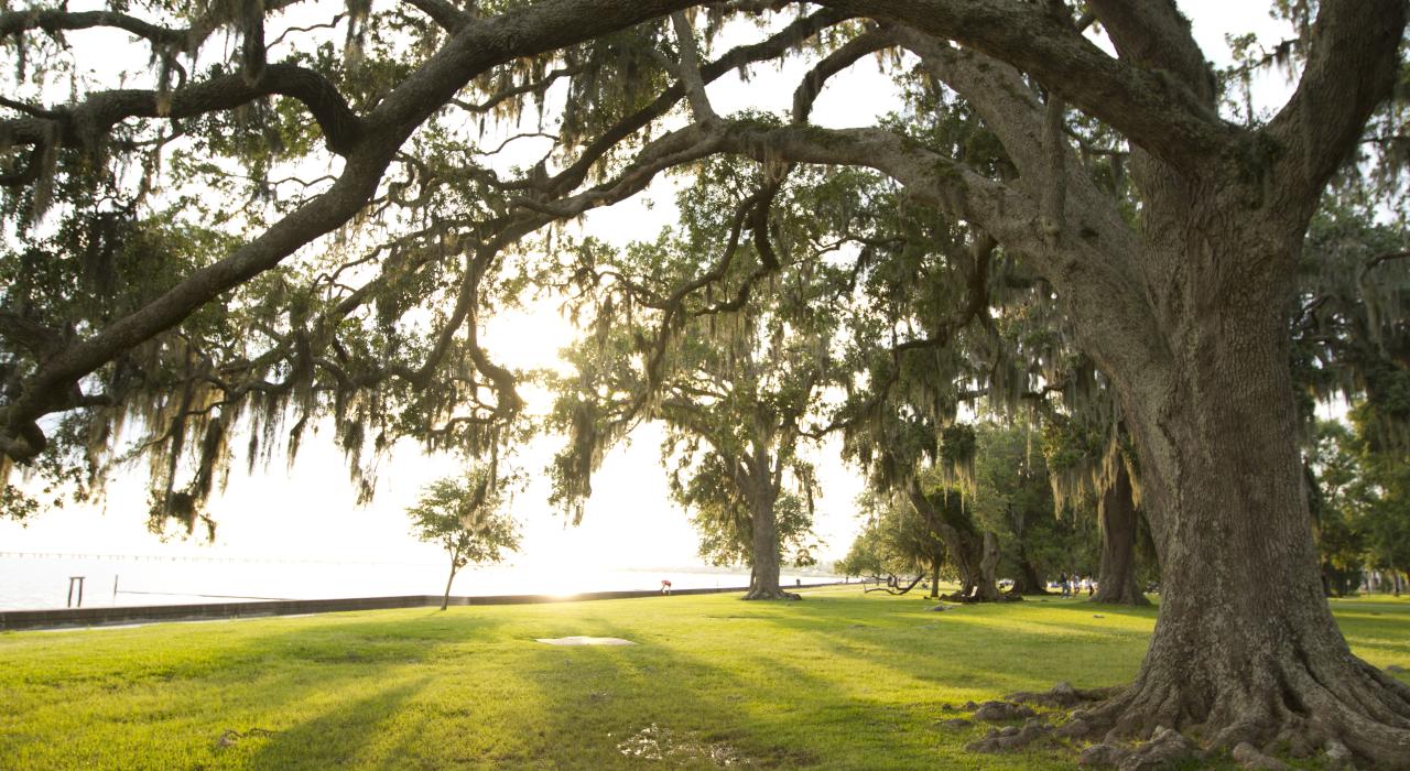 路易斯安那州北岸水畔的巨大橡树