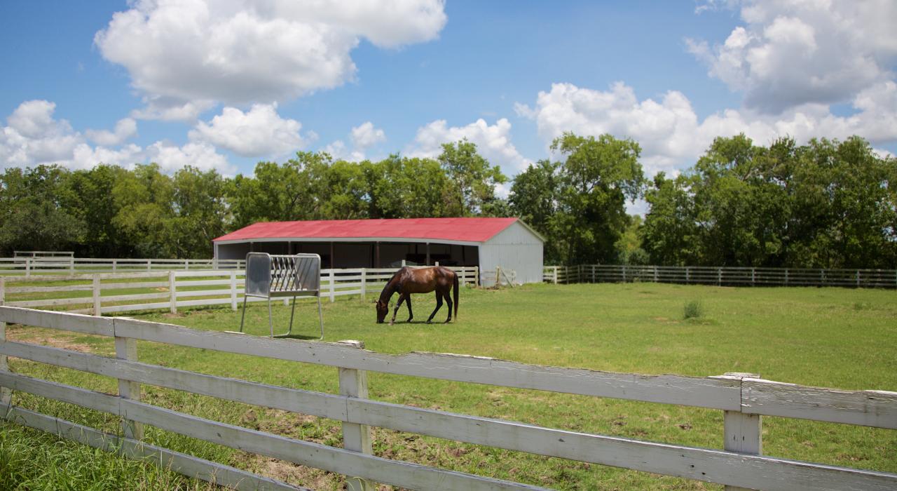 텍사스 주 휴스턴 들판에서 풀을 뜯는 말