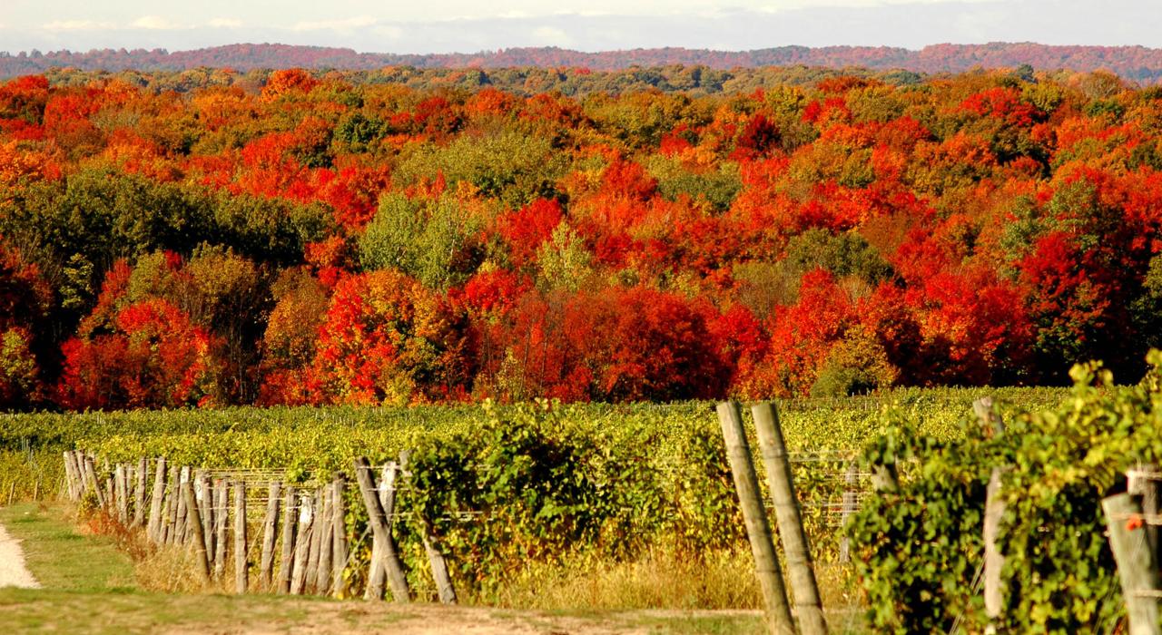 Follaje de otoño y frondosos viñedos en Traverse City, Michigan