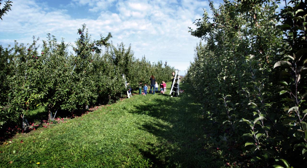 Apple picking in Lafayette, New York