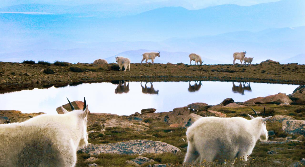 科罗拉多州艾凡山 (Mount Evans) 上的野生动物