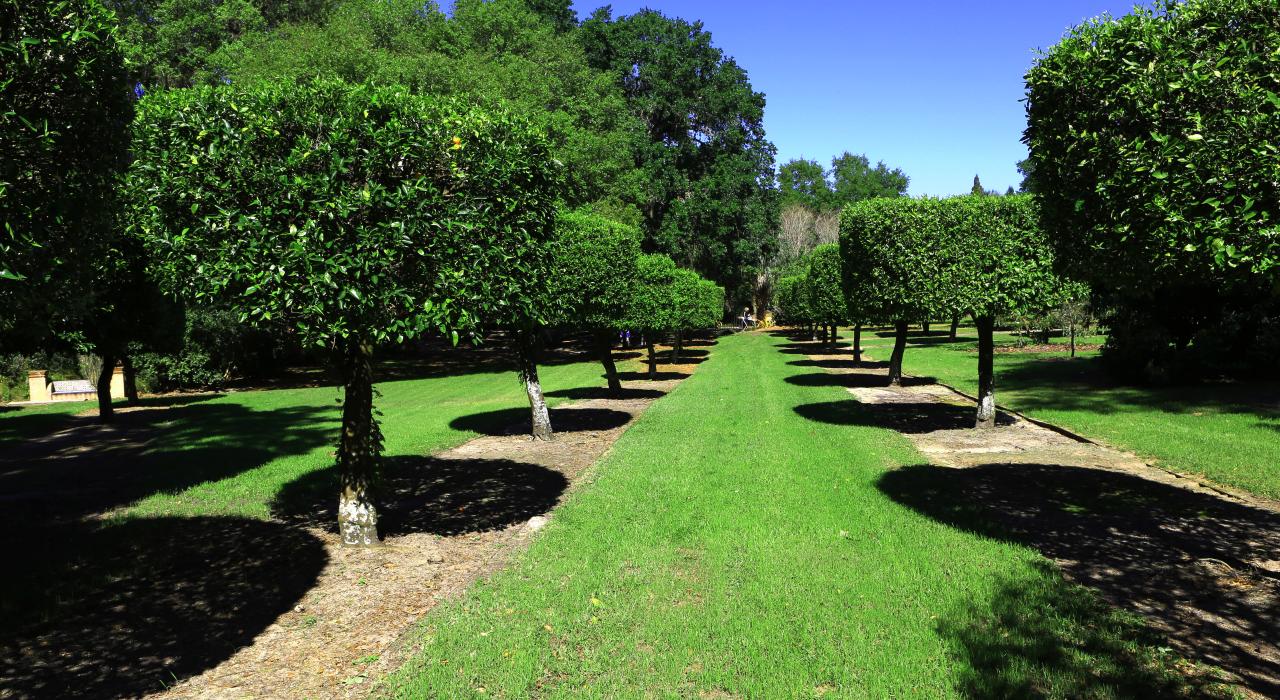 Lush landscaped trees and gardens at Bok Tower Gardens