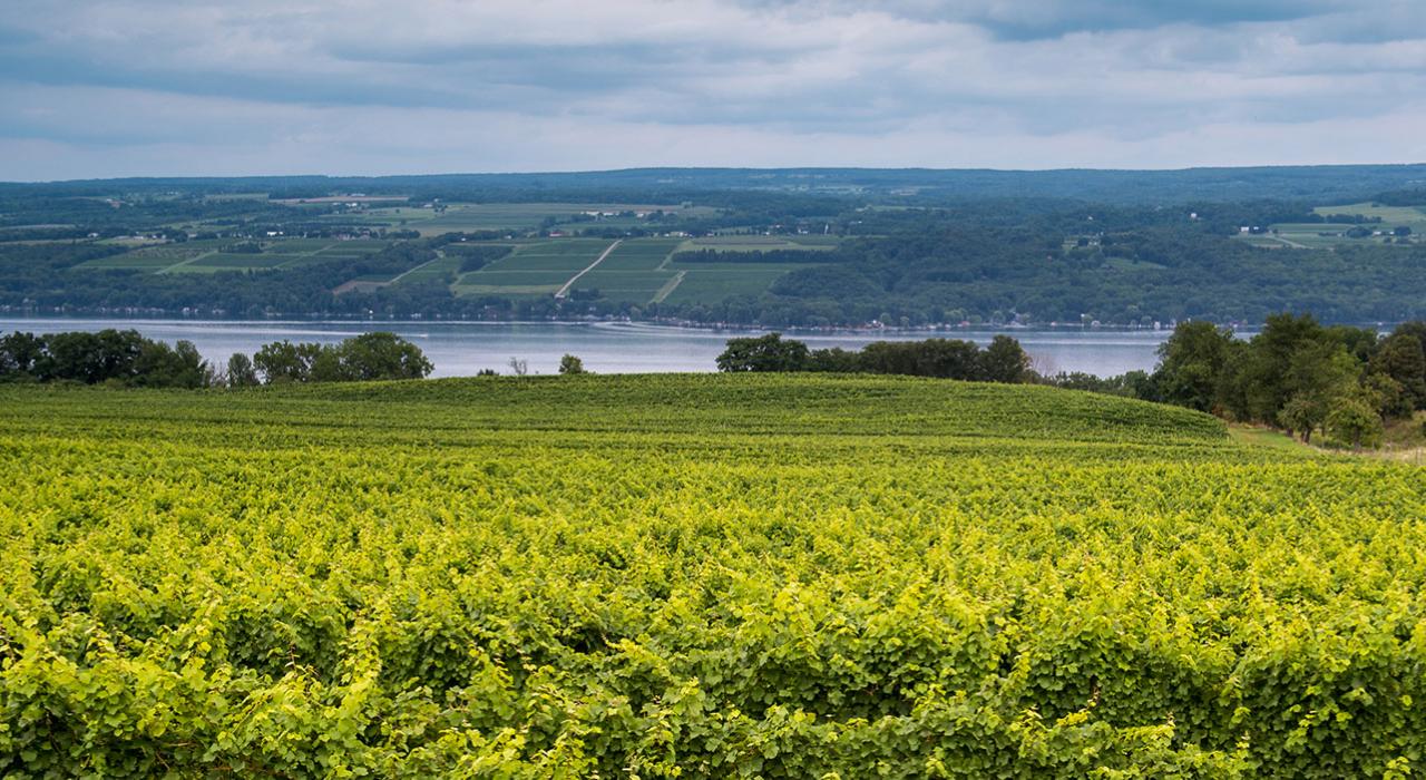 纽约州品酒之旅：纽约州的精酿饮品