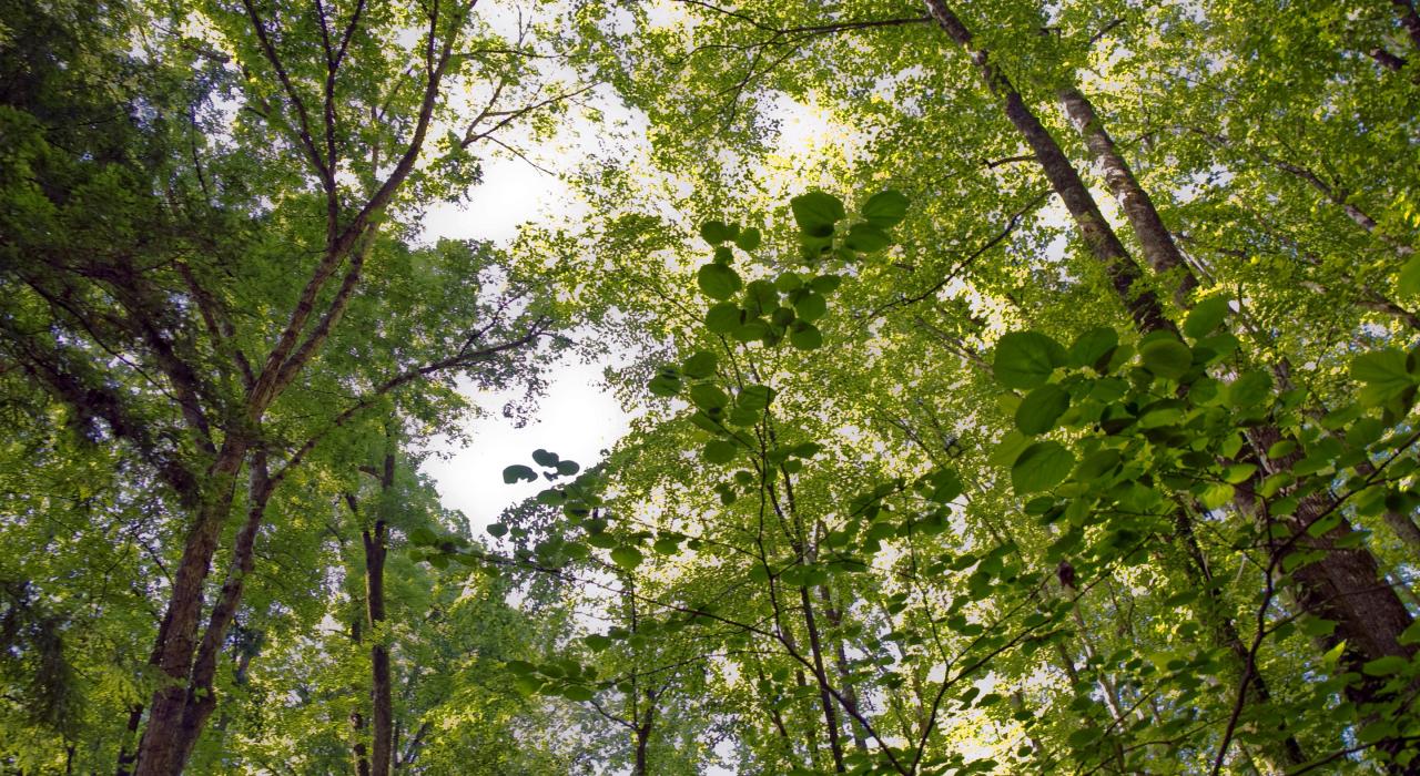 Green tree canopy in Great Smoky Mountains National Park near Cherokee, North Carolina