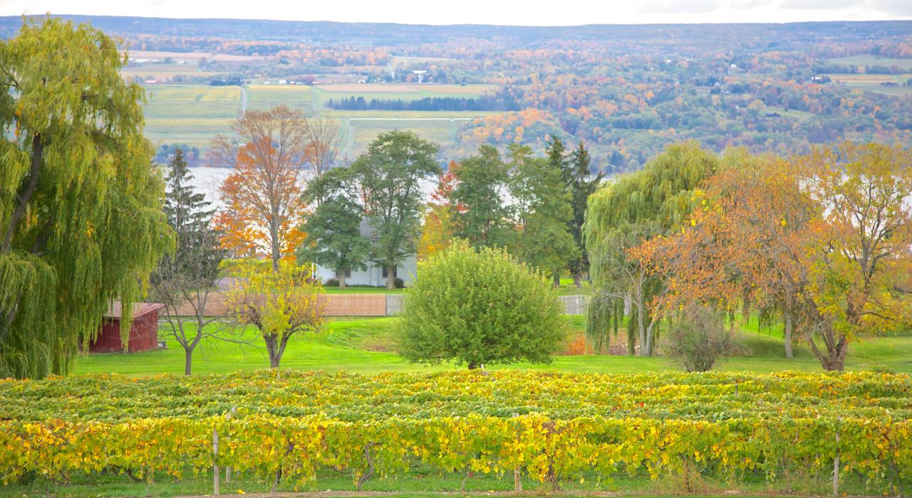 手指湖加利纳酒窖