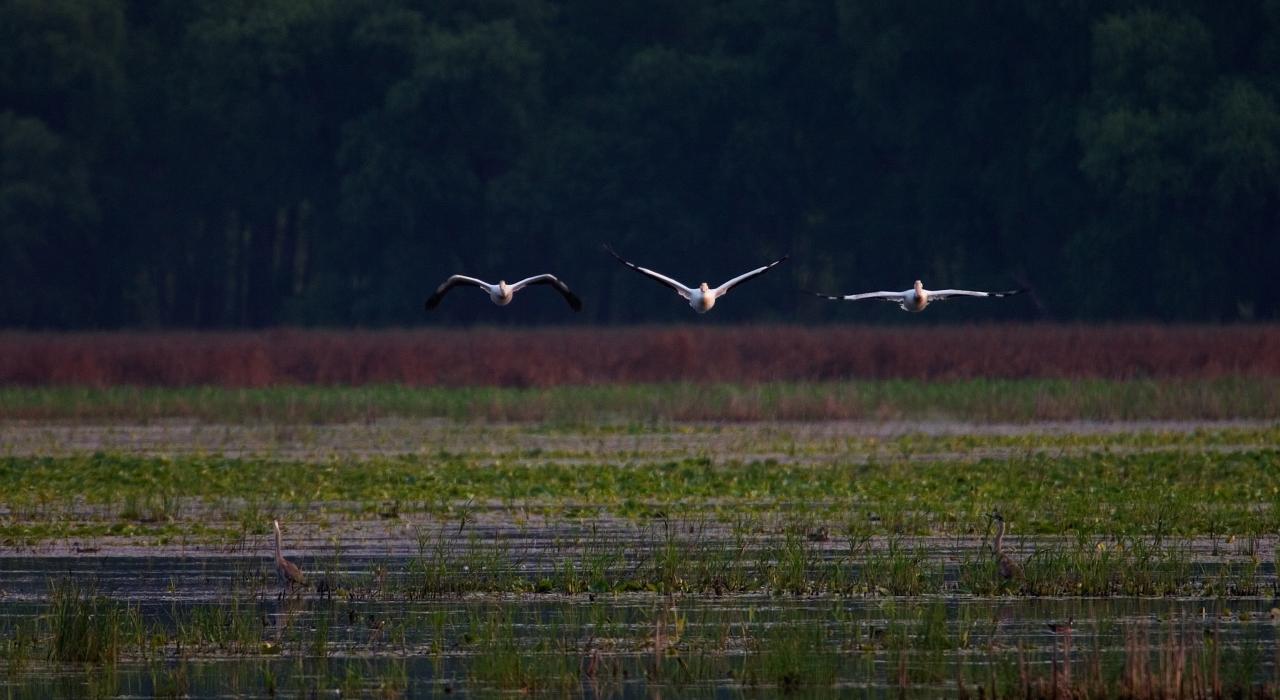 鸟儿在明尼苏达谷野生动物保护区自在飞翔