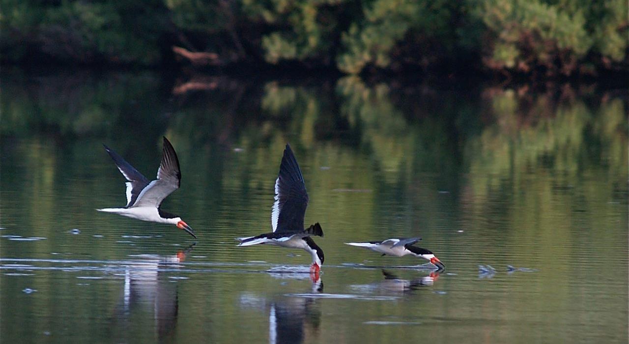 黑剪嘴鸥在林肯公园展翅高飞