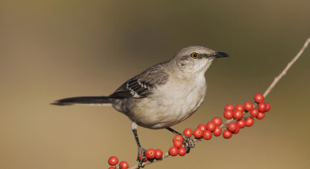 Mockingbird eating berries in Texas Hill Country